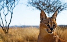 AfricanLynx1920x120010-4-2012 10_28_16 AM Bing Desktop